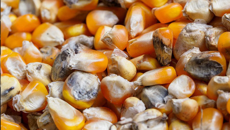 How Long Can Popcorn Last?